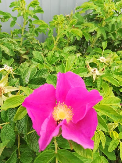 A close-up, eye-level shot features a vibrant pink rose with bright yellow stamens in the foreground. A small, dark insect is perched on the stamens. The rose is surrounded by lush green foliage, with some faded, pale yellow flowers visible in the background. The scene is set against a light gray, vertical surface, likely a fence, which is out of focus. The image appears to be taken outdoors in the village of Zhambyl in Kazakhstan.