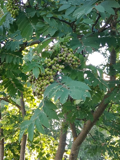 The image shows a close-up view of a tree with clusters of small, green berries hanging from its branches. The berries are round and appear to be unripe. The tree has compound leaves, with multiple leaflets on each stem, and the leaves are a vibrant green color. The branches are rough and bark-covered. Sunlight filters through the leaves, creating dappled light and highlights. In the background, other trees and foliage are visible, suggesting a natural or park-like setting. There are no people or animals in the image. The scene is likely outdoors in a temperate climate. The location of Bugulma, Russia is provided as context for this image.