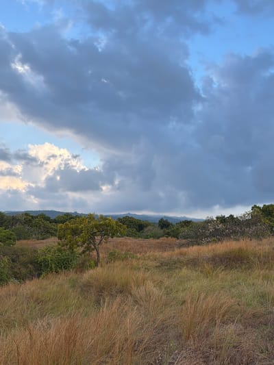 The image depicts a scenic landscape in Kubutambahan, Indonesia, characterized by rolling hills covered in dry, golden grass. In the foreground, the tall grass sways gently, creating a textured carpet of earthy tones. A solitary tree with lush green foliage stands prominently in the middle ground, its branches reaching towards the sky. Behind the tree, a dense forest of various green trees stretches across the horizon, forming a verdant backdrop. Further in the distance, a range of mountains, softly blurred by the atmospheric perspective, forms the furthest boundary of the landscape. The sky above is a dramatic canvas of contrasting elements. On the left side, a patch of bright, illuminated clouds stands out against the pale blue sky, hinting at the presence of sunlight breaking through. This is juxtaposed with a large expanse of dark, brooding storm clouds that dominate the right side and center of the sky, casting a sense of impending weather. The overall impression is one of a natural, untamed environment, where the beauty of the landscape is enhanced by the dynamic interplay of light and shadow in the sky.