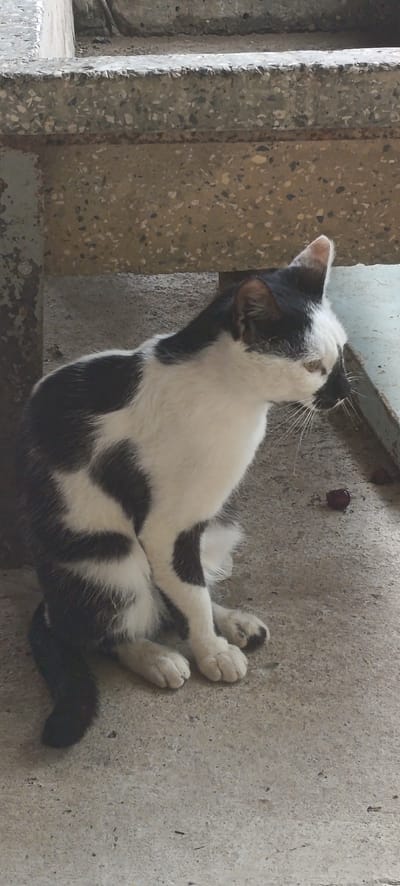 A black and white cat is sitting on a concrete surface, looking to the right. The cat is mostly white with large black patches on its back and sides. Its tail is black. The background consists of concrete steps and a rough concrete surface. To the right of the cat, there is a dark red, berry-like object on the ground. The scene appears to be outdoors, possibly in a public space given the concrete structures. The lighting suggests it could be daytime. There is no visible text in the image. The overall impression is one of a calm, observational moment.