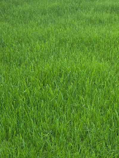 The image displays a dense, well-maintained lawn of green grass, characteristic of a park or residential garden. The blades of grass are of uniform length and appear healthy, suggesting recent mowing and adequate watering. There are no visible objects, people, or structures within the frame. The lighting indicates an overcast or shaded environment, as there are no distinct shadows. The scene is devoid of any activity, presenting a static, naturalistic view of a grassy area. The location is identified as Восход Снт (фролово), Russia, implying this is an outdoor setting within a horticultural society or dacha settlement in the city of Frolovo.