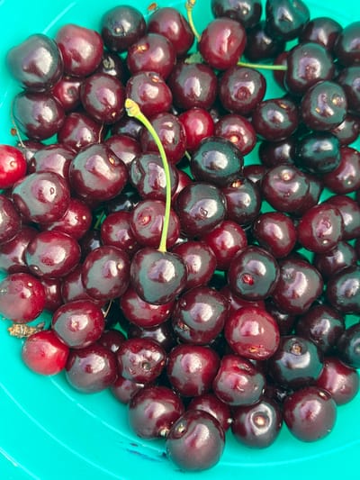 The image is a close-up, overhead shot of a bright teal bowl filled with dark red cherries. The cherries are plump and glossy, some with visible water droplets on their surfaces. A few stems are visible, one of which is bright green and extends upwards from a cherry in the center. The lighting suggests an outdoor environment, possibly under natural daylight. The cherries vary in color from a deep burgundy to almost black, with some lighter red ones interspersed. The bowl appears to be made of plastic. The image does not depict any specific location in Nogir, Russia, nor does it contain any people or actions.