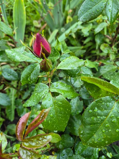 A close-up vertical photograph taken in Hlevakha, Ukraine, displays a red rose bud, partially opened, positioned centrally within a dense arrangement of rose foliage. The bud and all visible leaves are covered with numerous small, clear water droplets, indicative of recent precipitation or heavy dew. A smaller, unopened rose bud is present directly below the main bud. In the lower-left quadrant, a cluster of newer rose leaves exhibits a reddish-green coloration. The background consists of blurred green vegetation. The scene is illuminated by natural, diffused light. No people or artificial structures are visible.