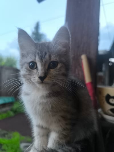 A close-up portrait of a young, grey tabby kitten is captured in this media file, set against an outdoor, natural background. The kitten's face dominates the frame, with its large, dark eyes looking directly at the viewer, conveying a sense of curiosity and innocence. Its fur is a mixture of grey and white, with distinct tabby markings on its forehead, cheeks, and body. The kitten's long, white whiskers are fanned out, adding to its delicate features.
Behind the kitten, the setting is slightly out of focus, suggesting it's outdoors, likely in a yard or garden. Hints of green foliage and possibly a fence are visible, indicating a natural or semi-rural environment. A wooden post is prominent to the right of the kitten, and further in the background, a blurred object with red and yellow colors, possibly a tool or a marker, is visible. There is also a cup with a cartoonish black cat face design on it. The sky appears overcast, hinting at a cloudy or possibly impending rain. The lighting suggests it could be daytime, perhaps late afternoon or early morning, given the soft, diffused light. There is no visible text in the image. The overall emotion conveyed is one of gentle charm and quiet observation. The location context is Кашино, Russia.