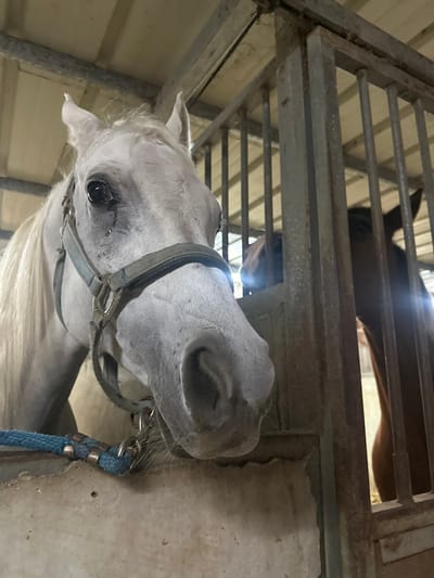 The image depicts two horses within an indoor stable facility in Kfar Monash, Israel. In the foreground, a white-grey horse with a light-blue halter is positioned, facing the viewer. Its left eye exhibits a tear-like streak. A blue rope is visible near its muzzle, resting on a concrete-like barrier. To the right, behind a vertical metal bar stall door, a brown horse's head is partially visible. The environment includes a light-colored ceiling structure and the metal framework of the stables. No human figures are present.
