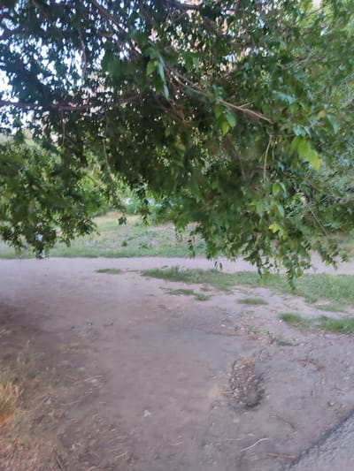 The image depicts an outdoor scene with a focus on the ground and overhanging tree branches. The foreground is dominated by a dirt path with scattered dry grass and small stones. There are some depressions and unevenness in the ground surface. In the middle ground, there is a strip of greener grass, and beyond that, a further area of dry, sparse vegetation. The background is out of focus, but appears to be a more open area with some suggestion of buildings or structures in the distance, partially obscured by the foliage.

The upper portion of the image is filled with the dense foliage of a tree, with many green leaves and dark branches. Sunlight filters through the leaves, creating dappled patterns of light and shadow. The leaves are varied in shape and size, and some appear to be wilting or dry. The overall impression is of a natural, somewhat unkempt environment.

No people or specific objects are clearly discernible. The lighting suggests it is daytime, possibly late afternoon or early morning due to the soft quality of light. The weather appears to be dry. The location cues, along with the provided context, place this scene in Temirtau, Kazakhstan. There is no visible text in the image. The activity or event taking place is not apparent; it is a static scene of an outdoor environment.