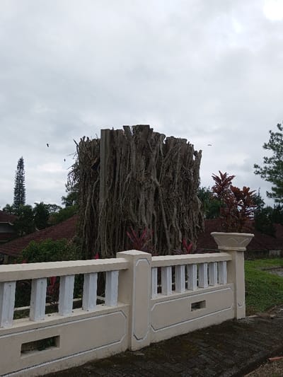 A gray, overcast day frames a unique sight: a thick, roughly cylindrical structure composed of intertwining roots and stumps. The roots are light brown and dense, resembling a massive, gnarled bush. In the background are tiled rooftops and distant trees. A low, beige concrete fence with white balusters runs across the foreground. To the right of the structure is a potted plant with maroon leaves. The ground is paved with dark gray bricks. Several birds are scattered in the sky.