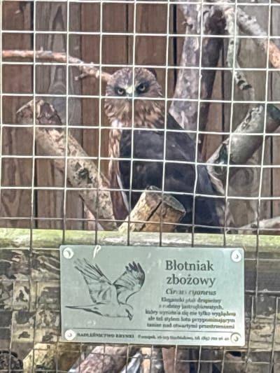 This media file features a close-up view of a bird enclosure, likely at a zoo or nature reserve, with a sign providing information about one of its inhabitants. The primary subject is a bird of prey, a Circus cyaneus, commonly known as a Hen Harrier, identifiable by its striking plumage and the illustration on the informational sign. The bird itself is partially visible through a wire mesh fence, with its head and one eye clearly visible, peering out with an alert expression. The background consists of wooden structures and branches within the enclosure, creating a naturalistic setting.

The informational sign, positioned to the right of the bird, is a notable object in the frame. It displays the bird's name in Polish, "Błotniak zbożowy," along with its scientific name, "Circus cyaneus." The text also provides a brief description of the bird's characteristics, mentioning its elegance as a raptor from the Accipitridae family and its flight style reminiscent of gliding over open spaces. The sign also includes the name "NADLEŚNICTWO RYNKI," indicating the location as the Rynki Forest District in Poland, and a contact phone number.

The lighting suggests it is daytime, with no specific indication of time or weather conditions. The overall scene is static, focused on the captive bird and its identification. The presence of the enclosure and the detailed sign points towards an educational or conservation context.