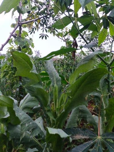 The image captures an outdoor agricultural scene within the city of Pinnwe, Myanmar (Burma). Dense green foliage dominates the frame under an overcast, light grey sky. In the immediate foreground, large, dark green leaves, some exhibiting characteristic palmate lobes consistent with cassava plants and others being broad and elongated, are prominently visible. Several leaves display irregular edges and small perforations. Patches of reddish-brown soil are discernable at ground level amidst the vegetation. The midground and background reveal further rows of cultivated green plants, including slender, upright stalks, indicating an active growing field. No human subjects, animals, or artificial structures are present.