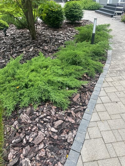 The image shows a landscaped area next to a paved walkway. The walkway is made of gray square pavers laid in a repeating pattern. Along the edge of the walkway, there is a border of darker gray stone tiles.

In front of the border, a garden bed is filled with dark brown bark mulch. Several green, bushy evergreen plants, likely juniper or cypress, are planted in the mulch. One of these plants is closer to the foreground and takes up a significant portion of the image, showcasing its feathery green foliage. A tall, thin lamp post with a rectangular, frosted light fixture stands among the plants.

Further back, more evergreen shrubs are visible. To the left of the garden bed, a section of a building with modern gray stairs and a white facade can be seen. The lighting suggests it is daytime, likely overcast due to the soft shadows and diffused light. The overall impression is of a well-maintained outdoor area, possibly a residential or commercial property entrance in Uyut, Russia. No people are visible, and no text is present in the image.