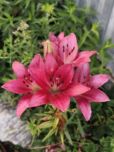 The image is a close-up, eye-level, medium shot of a cluster of vibrant pink lilies in a garden. The flowers are in various stages of bloom, with some fully open and others still forming buds. The petals are delicate and have a slightly waxy sheen, with darker speckles visible on the stamens. The background is a soft focus of lush green foliage and a hint of a grey corrugated metal fence on the right side of the frame. A rough, grey stone or concrete surface is visible in the lower left corner, suggesting the edge of a pathway or garden bed. The lighting appears to be natural daylight, casting subtle shadows and highlighting the textures of the petals and leaves. The scene is situated in an outdoor setting, likely a garden in Семилетка, Russia. There are no people or animals present in the image.