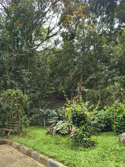 The image captures a vibrant, lush outdoor scene, likely a park or garden in Sindangjaya, Indonesia, under natural daylight. The primary subjects are abundant vegetation, including large trees, dense bushes, and ground cover.
The upper and left sections of the frame are dominated by a dense canopy of tall trees, characterized by rich green foliage and visible branches and trunks. Sunlight filters through the leaves, creating varying shades of green and some bright highlights. The sky is visible in lighter patches through the tree cover, indicating a clear or partly cloudy day.
In the mid-ground and foreground, a diverse array of plants fills the space. On the right, a well-maintained grassy area runs alongside a curved paved path. The path is constructed from light-colored bricks or pavers and is bordered by a darker, textured curbstone. Adjacent to the path, a variety of bushy plants are present, including some with broad, spiky leaves, possibly an agave-like species, and others with more delicate, vining stems. Towards the lower left, some wooden structures, possibly parts of a fence or seating, are partially visible amidst the foliage.
No people or animals are present, and there is no discernible activity taking place, lending a tranquil atmosphere to the scene. The weather appears fair and bright, consistent with daytime. No text is visible in the media file. The overall impression is that of a verdant and well-kept natural environment.
