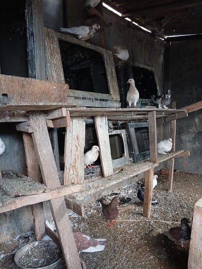 The image depicts a pigeon coop in Geudonggeudong, Indonesia, likely outdoors given the natural lighting and the dusty, gravelly floor littered with feathers. The coop appears rustic and is constructed from weathered wood, with various levels and platforms for the pigeons. Several pigeons are visible throughout the scene, in different colors including white, brown, and speckled grey and white. Some are perched on wooden beams, while others are on the floor or within nesting areas that look like repurposed crates or screens. One pigeon is shown in flight or mid-movement. The overall impression is one of a functional, if somewhat unkempt, habitat for pigeons, possibly a breeder's setup. There is no visible text in the image.