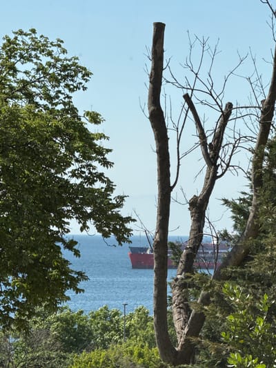 The image captures a view of the Sea of Marmara from Avcılar, Turkey, framed by trees in the foreground. A large red ship is visible on the water in the middle distance. The sky is clear and blue. The foreground consists of various trees, some with lush green leaves and others appearing bare with intricate branches. The overall impression is a natural landscape with a maritime element.