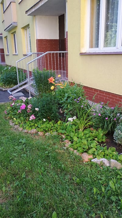 In Sokolov, Czechia, a well-maintained flower bed borders a building with a yellow facade and a reddish-brown brick base. A silver metal railing with vertical bars leads up to an entrance with a dark brown door. The flower bed contains a variety of plants, including pink and white flowers, tall green stalks, and broad-leafed plants. The foreground is covered in lush green grass, interspersed with smaller weeds and clover. The scene appears to be a residential area, possibly an apartment building, with a focus on the exterior landscaping.