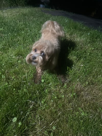 The media file shows a small, light-brown dog lying on a grassy area at night. The dog is blurry due to motion, but its face is visible, showing dark eyes and a nose. The setting appears to be an outdoor lawn, with well-maintained green grass. The lighting suggests artificial light, possibly from a flashlight or streetlamp, casting a shadow from the dog onto the grass. The overall mood is casual and domestic, with the dog likely playing or resting in its yard. No text is visible in the image. The location context indicates the image was taken in the Пярэжырскі сельскі Савет, Belarus.