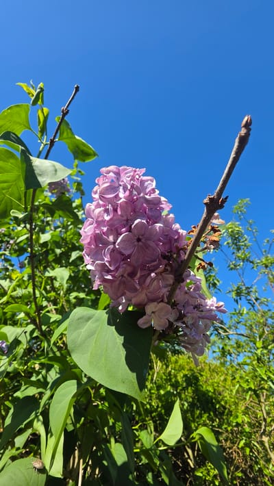 The image shows a close-up of a lilac bush in bloom against a bright blue sky. The lilac flowers are a mix of purple and light pink hues, clustered together on a branch. Several green leaves surround the flowers. A bare branch extends upwards towards the sky. The other plantlife behind the Lilacs is likely a tree or shrubbery. Given the prompt specifies the location as Magny-les-Hameaux, France, the scene likely takes place in a garden, park, or natural setting within the city.