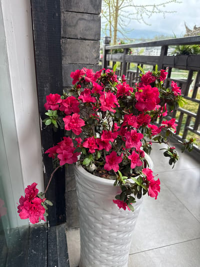 A vibrant flowering bush, likely an azalea based on its flower shape and color, is potted in a tall, white, patterned container. The flowers are a bright reddish-pink and stand out against the dark green leaves. The pot sits on a surface composed of alternating bands of white and black, with gray brickwork visible behind it. In the background, a structure with a trellis can be seen, with glimpses of the sky and surrounding landscape visible through the gaps. The location is described as Zhuoshui, China.