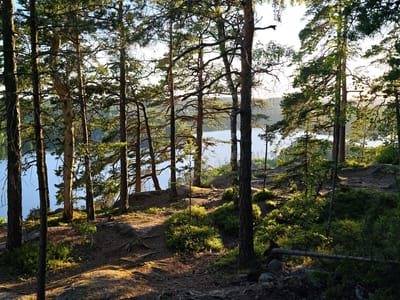 The image depicts a sunlit forest scene near a body of water, likely a lake or sea, given the presence of trees common to coastal or lakeside environments. The foreground consists of a rocky, uneven terrain with exposed tree roots, pine needles, and patches of low-lying green vegetation. Several tall pine trees with dark, textured bark dominate the mid-ground, their branches silhouetted against the bright sky and filtering the sunlight. The light creates strong contrasts, with dappled shadows on the forest floor and bright highlights on the foliage and tree trunks.
In the background, the calm water of the lake stretches towards a distant, tree-lined shore. The sky is clear, with the sun positioned high and slightly to the right, casting a warm, golden glow over the landscape. The overall atmosphere is serene and natural, characteristic of a Scandinavian forest in the late afternoon or early evening.
Based on the information provided, this scene is located in the city of Skriketorp, Sweden.