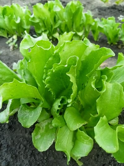 A close-up shot captures a row of vibrant green lettuce plants growing in dark soil. The lettuce leaves are ruffled and have a slightly crinkled texture. The plants are arranged in neat rows, with more lettuce visible in the background, suggesting a garden or farm setting. The soil appears moist and rich, with some cracks visible. The lighting is natural, casting soft shadows on the leaves. The scene is set in Stavchyntsi, Ukraine.