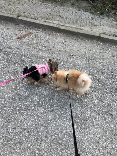 In the city of Damianitsa, Bulgaria, two leashed small-breed dogs are observed interacting on a light grey gravel surface. To the left, a Yorkshire Terrier, dark brown and black with tan markings, wears a pink padded jacket and is attached to a pink leash extending out of frame. It faces right, positioned nose-to-nose with the second dog. To the right, a fluffy tan-colored Pomeranian wears a dark harness with a yellow-green accent and is attached to a black leash extending downward out of frame. It faces left, also nose-to-nose with the first dog. The background features a concrete curb separating the gravel from a concrete sidewalk, which exhibits a grid-like patterned texture. Sparse vegetation and a small piece of brown wood are visible on the ground near the curb. The scene is illuminated by natural daylight.