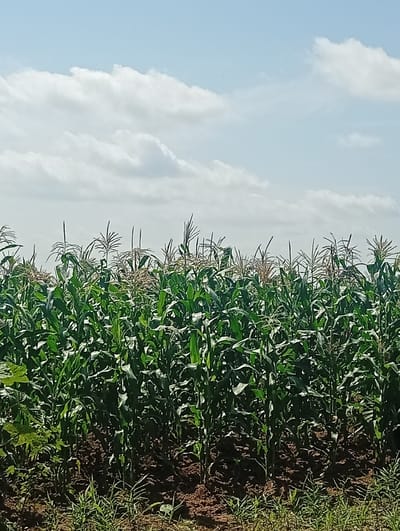 This is a photograph of a cornfield under a partly cloudy sky. The corn stalks are tall and green, with some tassels visible at the top. The field is planted in dark soil, and there is some green grass growing at the bottom of the frame. The sky is a light blue with scattered white clouds. The image appears to be taken during daylight. This scene is likely in an agricultural area, possibly in or near Kukum, Nigeria, a city known for its agricultural activities.