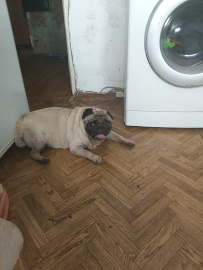 A light-colored pug dog is lying on its side on a wooden floor. The dog's tongue is hanging out. To the right of the dog is a white washing machine. The floorboards are laid in a herringbone pattern. The walls in the background appear to be peeling paint. A doorway to the left reveals a dimly lit room. The scene is indoors, likely in a domestic setting. The image does not provide any specific information to locate it in Pugachyov, Russia.