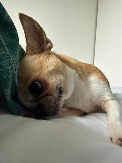A tan and white Chihuahua dog is partially visible, nestled between a white pillow or cushion and a patterned green blanket or fabric. The dog is looking towards the viewer with a slightly tilted head and a concerned expression. The background is a plain white wall. There is no indication of the location being in Lauchhammer, Germany.