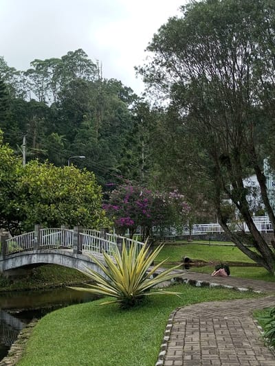 An outdoor scene in Ambositra, Madagascar, depicts a park-like environment under an overcast sky. In the foreground, a prominent spiky plant with variegated yellow and green leaves grows from a patch of manicured green grass. To its right, a brick-paved path curves slightly, extending into the midground. A small, arching concrete bridge with white metal railings crosses a narrow, dark body of water directly behind the foreground plant and to the left of the path.

In the midground, beyond the bridge and to the right of the path, two individuals are present on the grass near the water's edge. One person, wearing a dark top and lighter pants, is lying face down on the grass. Another individual, dressed in a pink top and dark bottoms, appears to be positioned close to or leaning over the first person. A dark pipe is partially submerged in the water near these individuals.

The background features dense vegetation. To the left, a vibrant green tree canopy rises, with power lines and a street light visible within it. Behind the bridge, a large bush with purple flowers adds a splash of color. Further right, a tall tree with dark bark and slender branches partially obscures a white building with white railings. A picnic table is visible in the distance behind the purple-flowered bush. The far background is dominated by a densely forested hillside under the light grey sky.