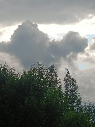 A photograph captures a portion of the sky with trees in the foreground. The sky is dominated by large, dense clouds, some of which are dark and ominous, while others are lighter and backlit by the sun, creating a sense of dramatic lighting. The clouds appear to be moving or forming, with distinct shapes and textures visible. In the lower half of the image, the tops of several trees are visible. These trees are densely leaved and appear to be a vibrant green, contrasting with the muted tones of the sky. The foliage is detailed, with individual leaves and branches discernible. The overall impression is one of a natural landscape, possibly taken in Zelenogorsk, Russia, given the context provided, on a day with dynamic cloud formations. There are no people or man-made objects clearly identifiable in the scene.