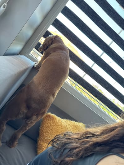An indoor medium shot shows a light brown dog standing on its hind legs, reaching up to look out a window with horizontal blinds. The dog is positioned on a grey sofa. To the right of the dog, a yellow textured pillow is visible. In the foreground, the back of a person's head with long brown hair is seen, resting on the sofa. The window offers a view of trees and greenery outside. The scene appears to be within a residential setting in the city of Dibich, Bulgaria.