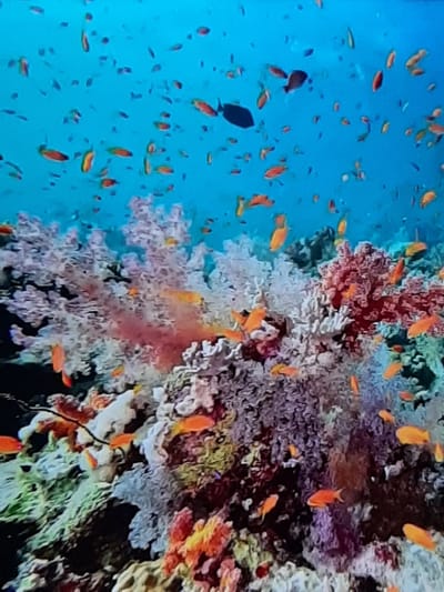 The image depicts a vibrant coral reef ecosystem teeming with small, orange-red fish. The fish are swimming in clear blue water, with some silhouetted against the bright background. The coral itself is a complex structure with various textures and colors, including pink, white, and purple hues. Scattered amongst the coral and fish are darker, more solid shapes, possibly larger fish or parts of the reef structure. The overall impression is one of a lively and diverse underwater environment. The image does not contain any elements that would indicate a location in Sambir, Ukraine; it is a natural underwater scene.