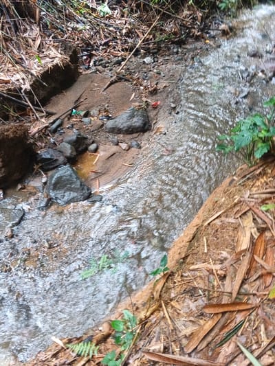 The image displays a narrow, flowing watercourse or stream traversing a vegetated, unpaved environment in the city of Situm, Papua New Guinea. The water, appearing shallow and somewhat turbid, exhibits ripples across its surface, indicative of a moderate current. The left bank of the stream consists of a sandy-muddy substrate, featuring several dark, wet stones and scattered organic debris including dry leaves and twigs. Small pieces of anthropogenic litter, specifically a green plastic item and a red plastic fragment, are visible among the debris on the left bank. The right bank is a sloped embankment predominantly covered with dry, elongated brown leaves and organic detritus. Sparse green vegetation, including small leafy plants and ferns, grows along the immediate edge of the right bank. The background consists of dense organic material and foliage. No individuals are present in the scene.