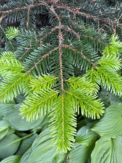 A close-up, overhead shot showcases a cluster of vibrant green pine branches against a backdrop of large, lush green leaves, likely hostas, which are slightly out of focus. The pine needles exhibit a gradient of color, with younger, brighter green needles in the foreground and older, darker green needles towards the top. The branches are arranged in a symmetrical, fan-like pattern. The overall impression is one of natural, verdant growth. The image was captured outdoors, in the city of Upeslejas, Latvia. No people or animals are present in the scene. The lighting suggests it is daytime, with soft, diffused light.