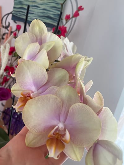 The image shows a close-up of a cluster of pale yellow and pink orchids, some of which are being held by a person's hand. The orchids have intricate details on their petals, with some tinged with purple and orange at their centers. In the background, out of focus, are other floral elements, including red buds and white feathery plants, as well as what appears to be a piece of art depicting water. The overall lighting suggests an indoor setting with natural light coming from the right. The scene is likely a domestic environment within Bayreuth, Germany, possibly a living room or dining area where houseplants are displayed.