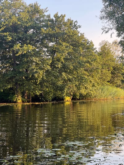 A tranquil scene unfolds on the edge of a body of water, reflecting the lush greenery of a forested shoreline. Large, mature trees with dense canopies dominate the background, their leaves illuminated by the soft glow of what appears to be late afternoon or early morning sun. The water's surface is gently rippled, creating a shimmering, almost abstract pattern of light and shadow. Scattered across the water are lily pads, some with visible yellow flowers, indicating a natural wetland environment. The shoreline itself is a mix of tall grasses and the darker foliage of trees and undergrowth. The sky above is a pale blue, with hints of a warmer hue near the horizon, suggesting a serene, unpopulated natural setting. This image could be representative of the natural beauty found along the Dubysa River in Šyša, Lithuania, a region known for its picturesque landscapes and waterways. There are no people or animals visible in the frame.
