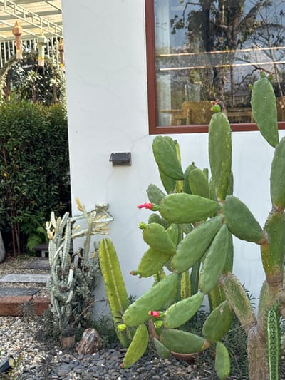 An outdoor scene in San Phra Net, Thailand, depicts a garden area adjacent to a white stucco building. A large *Opuntia* cactus dominates the right side, exhibiting numerous green, flattened pads with several bright pink flower buds. To its left, various columnar cacti, including pale green and grey specimens, are planted in a dark grey gravel bed. Light-colored stepping stones form a path through the gravel on the far left. The white building wall, displaying minor hairline cracks, features a dark, open-lidded rectangular vent and a brown-framed window. The window's glass reflects bare tree branches and interior wooden furniture. On the far left, a dense green hedge is visible beneath a white metal pergola from which multiple multi-colored, conical decorative ornaments are suspended. No individuals are present.