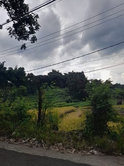 The image depicts a rural landscape under an overcast sky, viewed from a roadside perspective. The sky, occupying the upper left and central portions of the frame, is dominated by heavy, dark grey clouds, indicating cloudy weather. Several parallel power lines traverse the scene horizontally, extending across the mid-ground and upper frame.
On the right side, a dark, possibly paved or dirt, road or path runs along the edge, bordering the natural environment. The area below the power lines is characterized by abundant vegetation. Large, dense trees with dark green foliage are prominent on both the left and right sides of the frame, extending into the background. Between these trees, and further into the mid-ground, are fields. Some sections of these fields are a vibrant green, while others, particularly towards the center-right, display a distinct golden-yellow hue, suggesting ripened crops like rice. The immediate foreground, along the edge of the road, shows wilder, unkempt green and brown vegetation and some debris.
No people or animals are visible, and no specific activities are taking place. The scene portrays a static natural and agricultural environment. The time of day appears to be daytime, despite the heavy cloud cover diffusing the light. There is no visible text in the image. The landscape suggests a rural or semi-rural setting, consistent with the provided location context of Kecamatan Prigen, Indonesia.