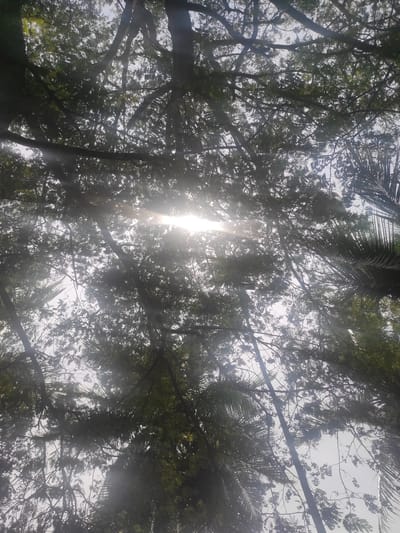 The image, apparently taken from Buketdalam, Indonesia, presents an upward view through a dense canopy of trees. Sunlight filters through the foliage, creating bright flares and obscuring details within the canopy. The leaves and branches appear dark in silhouette against the bright sky. Some palm fronds are visible, interspersed with the other trees. An overhead power line is visible running through the canopy.