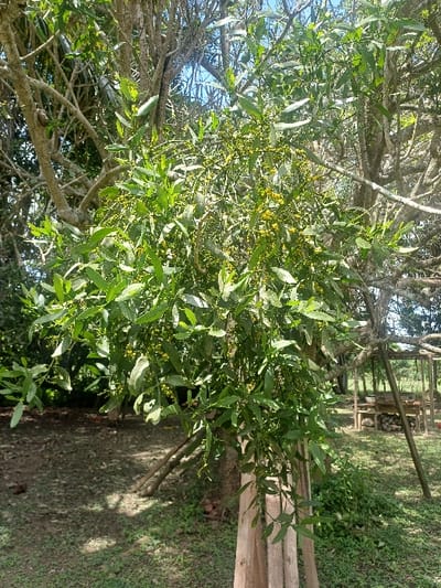 This image depicts an outdoor, daylight scene in Cotorra, Colombia, focusing on a tree supporting a dense parasitic plant. The central subject is a parasitic growth, characterized by numerous small, ovate green leaves and clusters of tiny, spherical, yellowish-green structures, likely flowers or immature berries, growing vigorously from the branches of a larger host tree. The host tree displays gnarled, grayish-brown branches, some appearing bare while others bear sparse foliage, extending upwards against a backdrop of blue sky visible through gaps. At the base of the host tree, three light-colored wooden planks are positioned vertically against its trunk. The ground is a mix of sparse green grass and patches of exposed brown soil, with dappled shadows indicating overhead sunlight. In the background to the right, a rustic wooden structure, possibly a shed or outdoor workstation, features rough-hewn beams and shelves, with stacked materials, potentially firewood, visible beneath it. No people or animals are present.