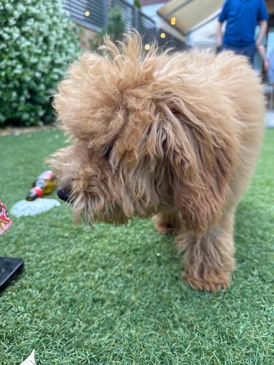 A small, light brown dog with curly fur stands on a green, artificial grass surface. The dog is looking at a half-empty glass bottle lying on the grass. The dog's legs are visible, and its tail is not in the image. The background is blurred and shows an out-of-focus person wearing a blue shirt, a patio with string lights, and green bushes. The location of the image is a private residence in Majadahonda, Spain.