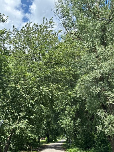 The image captures a verdant pathway in the city of Ерино, Russia, flanked by dense foliage and mature trees. The path, paved and appearing to be an asphalt road, recedes into the distance, creating a natural tunnel effect under the canopy of leaves. Overhead, a bright blue sky with scattered white clouds is visible through gaps in the branches. Several black power lines are strung across the scene, traversing between the trees. The overall impression is one of a serene, tree-lined street on a bright, clear day.