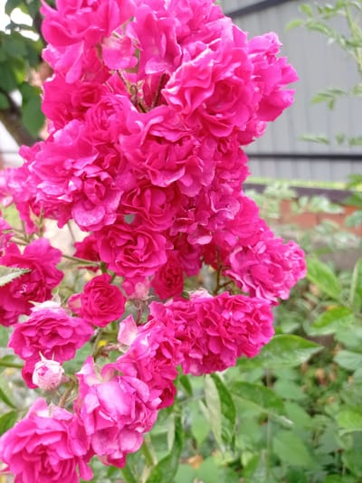 The image shows a cluster of vibrant fuchsia roses in full bloom. The roses are tightly packed, with many delicate, ruffled petals. Some of the roses are fully open, revealing their intricate centers, while others are in various stages of development, including a few buds. The foliage is a deep green, providing a lush backdrop to the brightly colored flowers. In the background, a blurred image of a grey fence and a brick wall can be seen, suggesting an outdoor setting, possibly a garden or yard. The lighting appears to be natural daylight, casting soft shadows and highlighting the textures of the petals. The scene is composed to focus on the roses, with the background elements slightly out of focus, drawing the viewer's attention to the beauty of the flowers. The image does not contain any people or animals. The general impression is one of natural beauty and vibrant color.