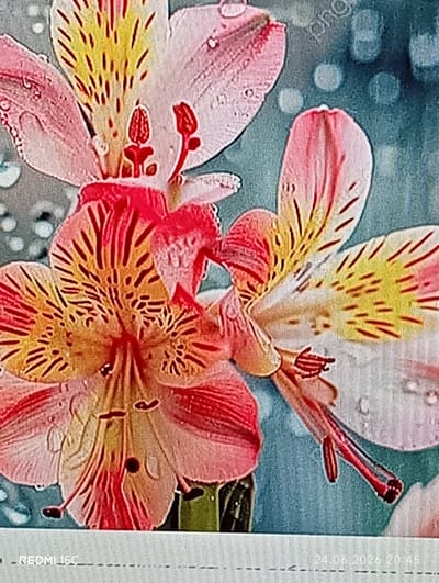 This is a close-up, low-angle shot of pink and yellow alstroemeria flowers, also known as Peruvian lilies. The flowers are wet, with visible water droplets on their petals, suggesting they have been recently rained on or watered. The background is a soft-focus blue, with bokeh effects, hinting at an outdoor setting, possibly a garden. The lighting appears natural, and the time of day is suggested by the timestamp in the bottom right corner of the image.
Notable details include the intricate red veining on the yellow and pink petals, and the delicate stamen of the flowers. The overall mood is serene and natural, emphasizing the beauty of the flowers.
Visible text includes "REDMI 15C" on the bottom left and "24.06.2026 20:45" on the bottom right. The location context provided is Mykolaivka, Ukraine.