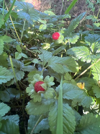 In the city of Zichem, Belgium, a close-up shot captures a patch of wild strawberries nestled amongst lush green foliage. The focus is on two small, red strawberries. One is positioned in the lower center of the frame, partially obscured by its leaves. The second strawberry is visible in the upper right quadrant of the image, also surrounded by leaves. The surrounding environment is densely packed with various green leaves, some appearing larger and more textured than others, suggesting a natural, uncultivated setting. The lighting indicates it is daytime, with sunlight illuminating parts of the scene and casting shadows.