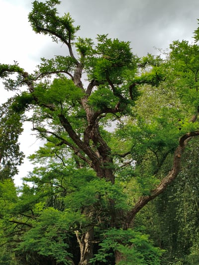 A close-up, low-angle, full-shot photograph captures a large, old tree with a thick, gnarled trunk and extensive branches covered in vibrant green foliage. The tree dominates the frame, with its canopy reaching upwards towards a bright, overcast sky. The texture of the bark is rough and furrowed, suggesting age and resilience. The leaves are small and numerous, creating a dense, lush appearance. The background consists of other trees and foliage, creating a layered effect of green hues. The scene appears to be an outdoor natural setting, possibly a park or a garden. The image is taken from a ground-level perspective, looking up into the tree's structure. There are no people or animals visible in the photograph. The lighting is diffused, consistent with an overcast day, which highlights the colors of the leaves and bark.
