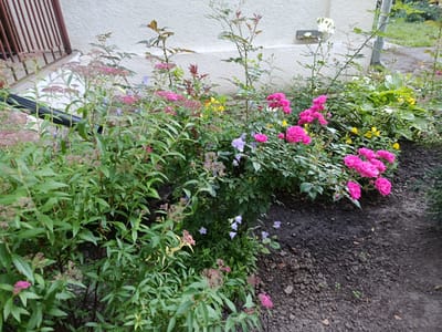 The image depicts a garden bed with various plants and flowers in front of a white textured wall. In the foreground, a dense bush with small pink flowers and green leaves dominates the left side. To the right, there are several vibrant pink roses, some yellow flowers, and delicate blue bell-shaped flowers. In the background, a dark metal grate structure is visible on the left, adjacent to the wall. A metal downspout runs vertically down the wall on the right. The ground is dark soil, with some fallen leaves and small green sprouts. The scene is located outdoors, likely in a residential or public garden area in Khmilnyk, Ukraine. No people are present.