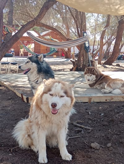 Three Husky-type dogs are the main subjects of this outdoor scene, set in a rustic, arid environment likely in Pozo Almonte, Chile. In the foreground, a light brown and white dog sits on dry, dark soil, looking directly at the viewer with its mouth slightly open, appearing relaxed. Behind it, a grey and white dog with piercing blue eyes is positioned on a raised wooden platform, looking to the left with its mouth open. Further back, a brown and white dog lies comfortably on a concrete slab, its eyes partially closed, facing right.
The setting is characterized by numerous gnarled trees with sparse, light green foliage, typical of a dry climate, providing dappled shade. The ground beneath the dogs and trees is dry, dark earth with scattered roots and small debris. In the background, a wooden cabin or house with a dark door and window is visible. Two striped hammocks are strung between tree trunks and the cabin, suggesting a leisure or communal area. A light-colored fabric canopy stretches across the top right, offering additional shade from the bright sun. The scene takes place during the daytime, under clear skies, indicated by the strong light and distinct shadows. No specific activity beyond the dogs resting is visible, and no text is present in the image.