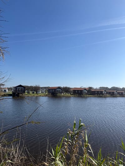 The image depicts a panoramic view of a body of water with stilt houses along its far bank in Praia de Mira, Portugal. The scene is illuminated by clear daylight under a bright, light blue sky featuring two faint, parallel contrails.
In the foreground, the immediate bank is populated by tall reeds and grasses, predominantly green with some drier, brown stalks, positioned along the lower right and bottom edges of the frame. A dark, bare-branched tree extends into the upper left quadrant, partially obscuring the sky.
The middle ground is dominated by the calm, dark blue surface of a lake or lagoon, exhibiting subtle ripples. Reflections are minimal, indicating direct overhead sunlight.
Along the distant bank, a line of seven similar stilt houses, known as "palafitas," are erected over the water or at its edge. Each house features dark grey or brown siding, a reddish-brown tiled roof, and what appear to be large glass doors or windows facing the water. These structures are elevated on visible dark stilts. Behind and between the houses, sparse, low-lying vegetation, primarily bare trees or shrubs, line the bank. Further in the background, beyond the stilt houses and vegetation, several white recreational vehicles (RVs) or similar structures are visible, suggesting a campsite or development. No individuals or overt activities are present within the frame.