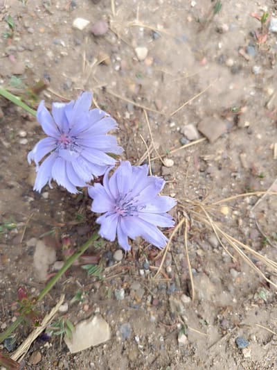 The image shows two light purple flowers with prominent stamens, likely chicory flowers, growing from a green stem. The flowers are set against a backdrop of dry, sandy soil mixed with small pebbles, twigs, and sparse green vegetation. One flower is in the upper left, and the other is slightly lower and to the right. The ground appears to be a natural, uncultivated area. There are no people or any man-made structures visible in the frame, suggesting an outdoor setting in a rural or natural environment. The lighting suggests it is daytime, with sunlight casting subtle shadows. The location is identified as Қараөткел, Kazakhstan, implying a scene from that region.